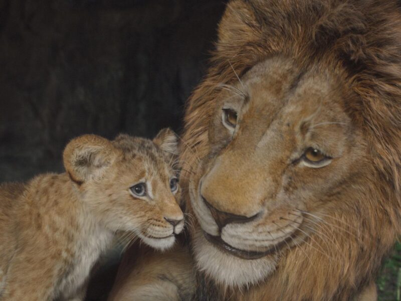 ディズニーの新作アニメ「ライオン・キング：ムファサ」：視覚的には驚異的、物語はやや物足りない