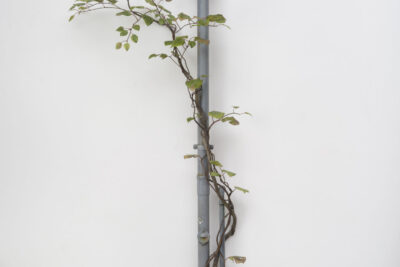 El premio más disruptivo de ARCOmadrid tiene ganador: Álvaro Urbano, con VEINS, Premio Catalina D’Anglade en su VIII edición