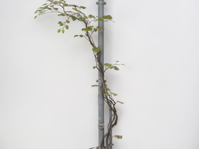 현대 예술의 새로운 지평: 카탈리나 당글라드 예술상의 빛나는 수상자