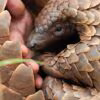 Pangolin Kulu’s Journey - Netflix