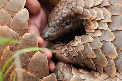 Pangolin Kulu’s Journey - Netflix