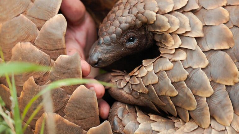 ‘Pangolins: A Viagem de Kulu’ na Netflix: A apaixonante e incrível jornada de Kulu do cativeiro à liberdade