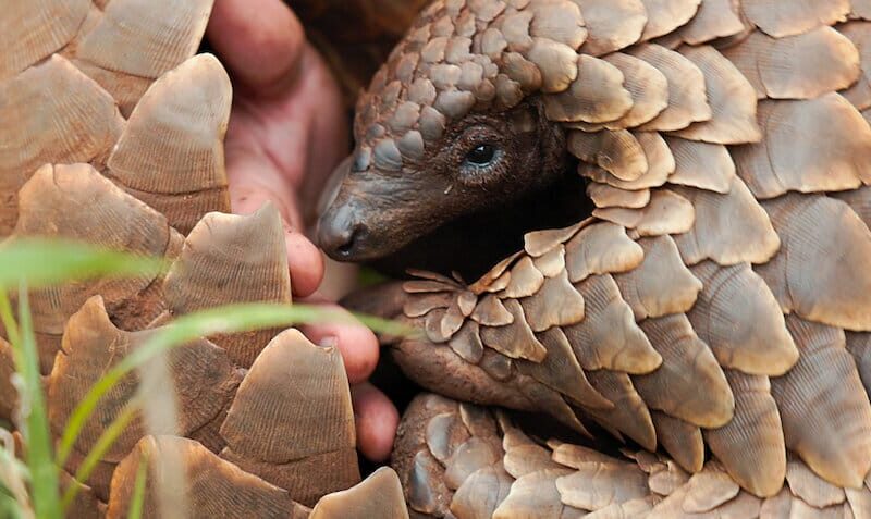 “Pangolin: Kulu’nun Yolculuğu” Netflix’te: Kulu’nun Esaretten Özgürlüğe Uzanan Tutkulu ve İnanılmaz Yolculuğu