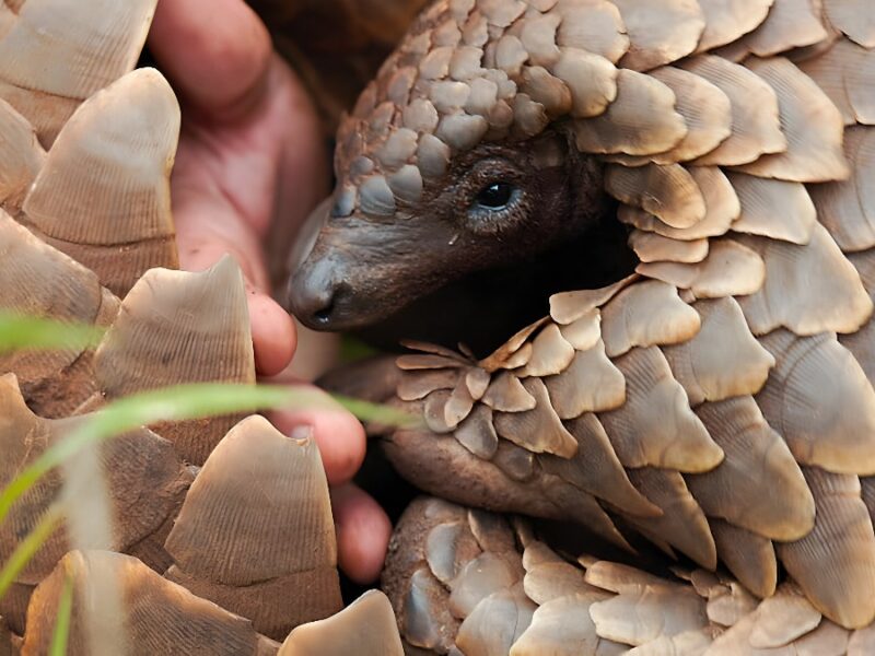 „Pangolin: Calea lui Kulu” pe Netflix: Călătoria captivantă și incredibilă a lui Kulu de la captivitate la libertate