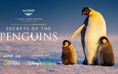 「ペンギンのひみつ：過酷な世界を生きる術」：ジェームズ・キャメロン製作総指揮、ナショナル ジオグラフィックの新たなドキュメンタリーシリーズが登場
