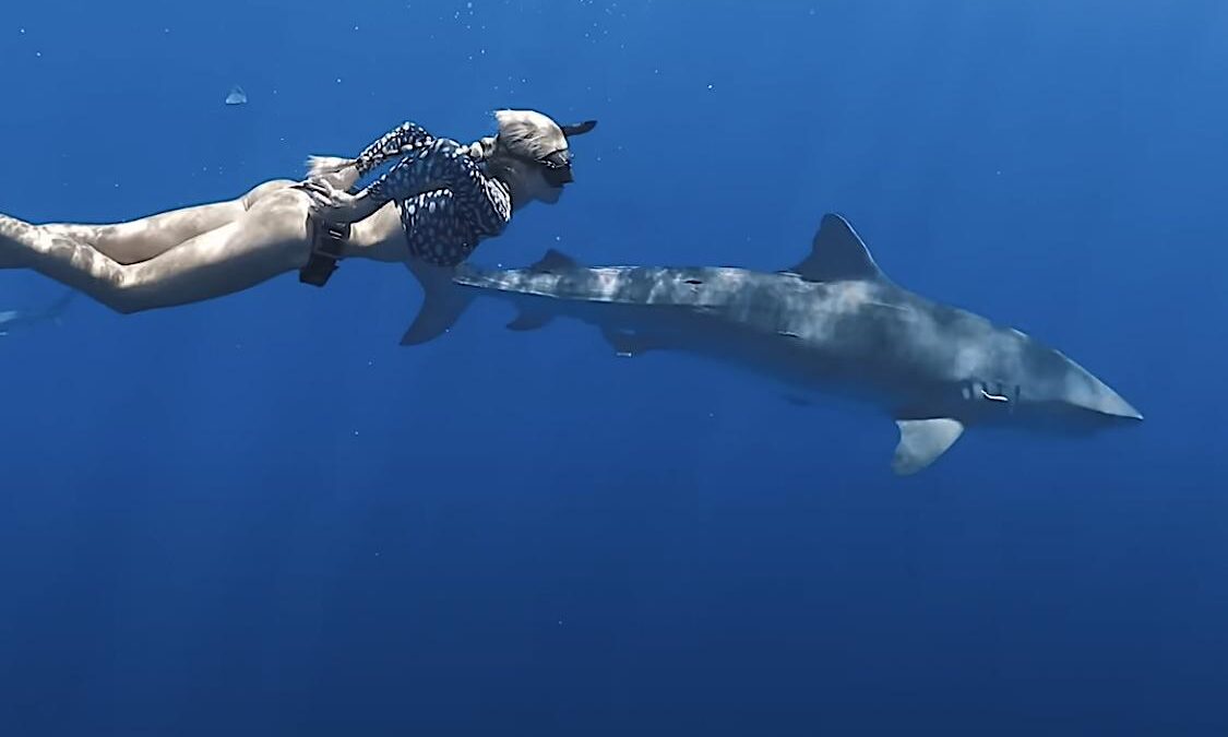 シャーク・ウィスパラー: Netflixドキュメンタリーレビュー