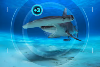 All the Sharks - Netflix