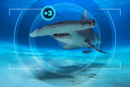 All the Sharks - Netflix