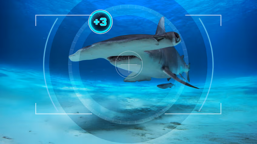 All the Sharks - Netflix