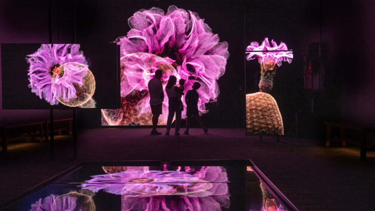 FRAMERATE: Desert Pulse はソノラ砂漠の微細な変化を一年のスケールで描き出す