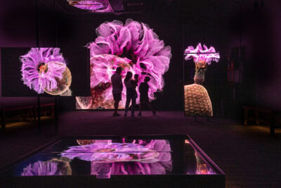 FRAMERATE: Desert Pulse картографирует год тонких изменений в пустыне Сонора