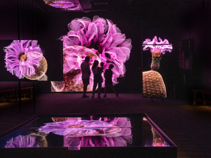 FRAMERATE: Desert Pulse, 소노라 사막의 미세한 변화들을 한 해 동안 기록하다