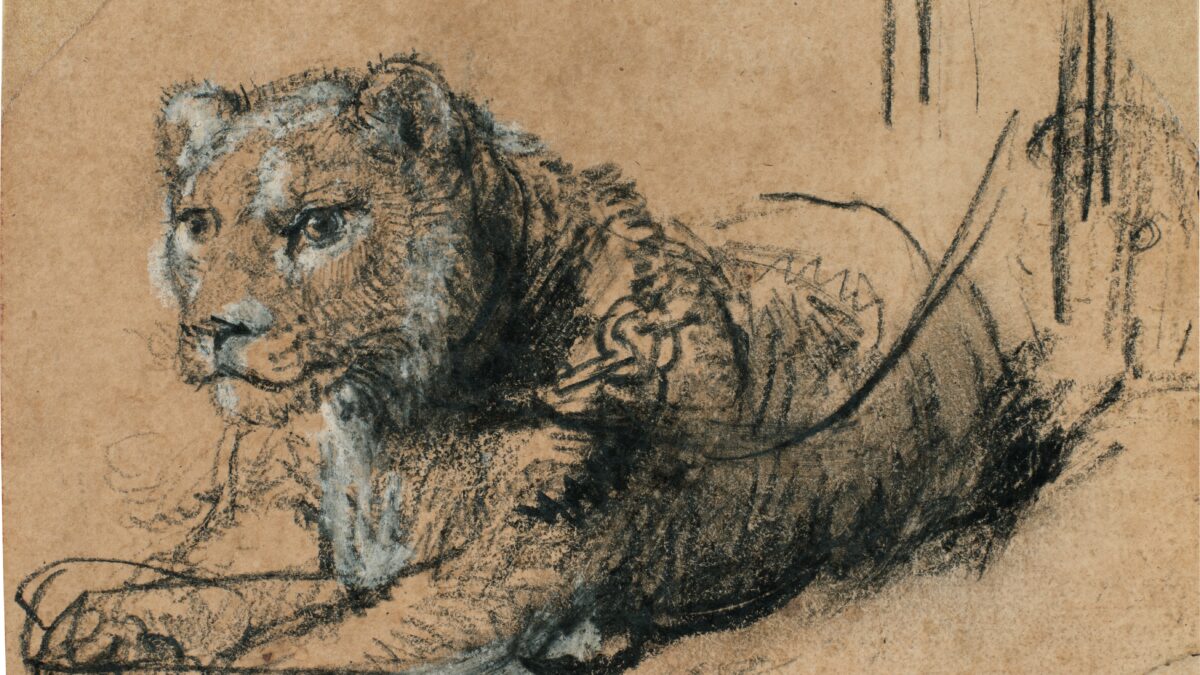 El león de los 18 millones de dólares: el boceto de Rembrandt que une arte y supervivencia