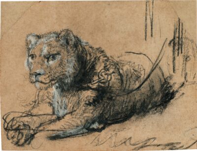 Rembrandt Harmensz. van Rijn, Young Lion Resting, ca. 1638–42, Black chalk with white chalk heightening and grey wash on brown laid paper, 115 x 150 mm