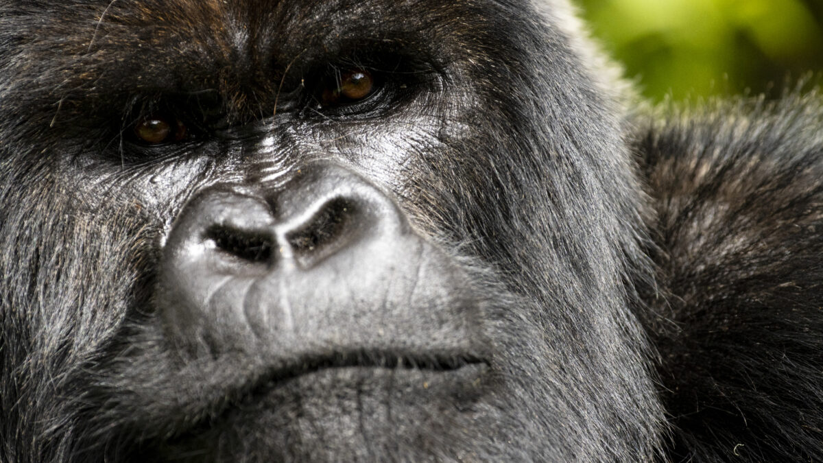 O poveste despre gorile pe Netflix demonstrează de ce conservarea naturii aproape niciodată nu funcționează