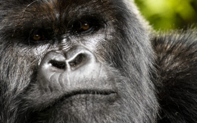 A Gorilla Story on Netflix Isn’t a Nature Film. It’s the First Political Record of a Gorilla Dynasty