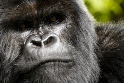 A Gorilla Story: Told by David Attenborough