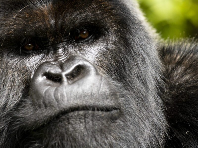 A História de Um Gorila com David Attenborough na Netflix prova por que a conservação quase nunca funciona