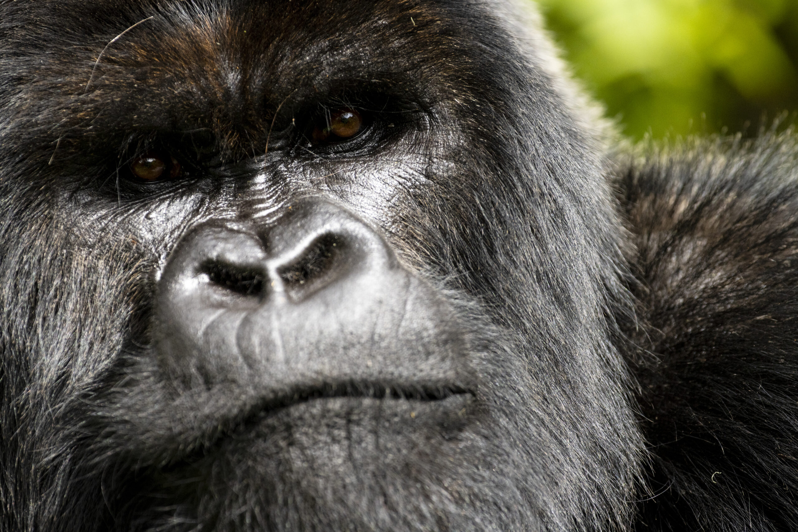 Historien om en gorilla på Netflix viser, hvorfor naturbeskyttelse næsten aldrig virker