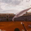 Albert Serra films a matador in close-up and bets that refusing to judge is the whole point