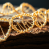 Abstract editorial illustration of a DNA double helix over layered earth, in warm gold tones.
