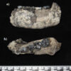LD 350-1 hominin mandible from Ledi-Geraru, Ethiopia