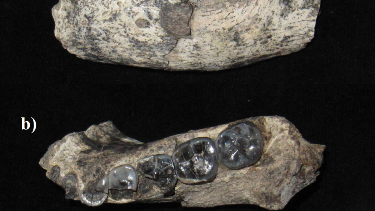 13本の歯が示す、280万年前に並んで暮らした二つの人類系統