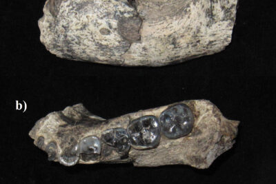 LD 350-1 hominin mandible from Ledi-Geraru, Ethiopia