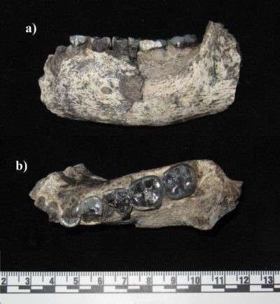 LD 350-1 hominin mandible from Ledi-Geraru, Ethiopia