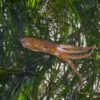 A California two-spot octopus (Octopus bimaculoides) moving over eelgrass in shallow water.