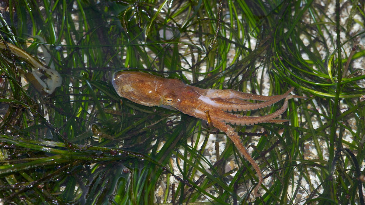 Un pulpo usó un espejo para encontrar comida que no veía, algo inédito en un invertebrado
