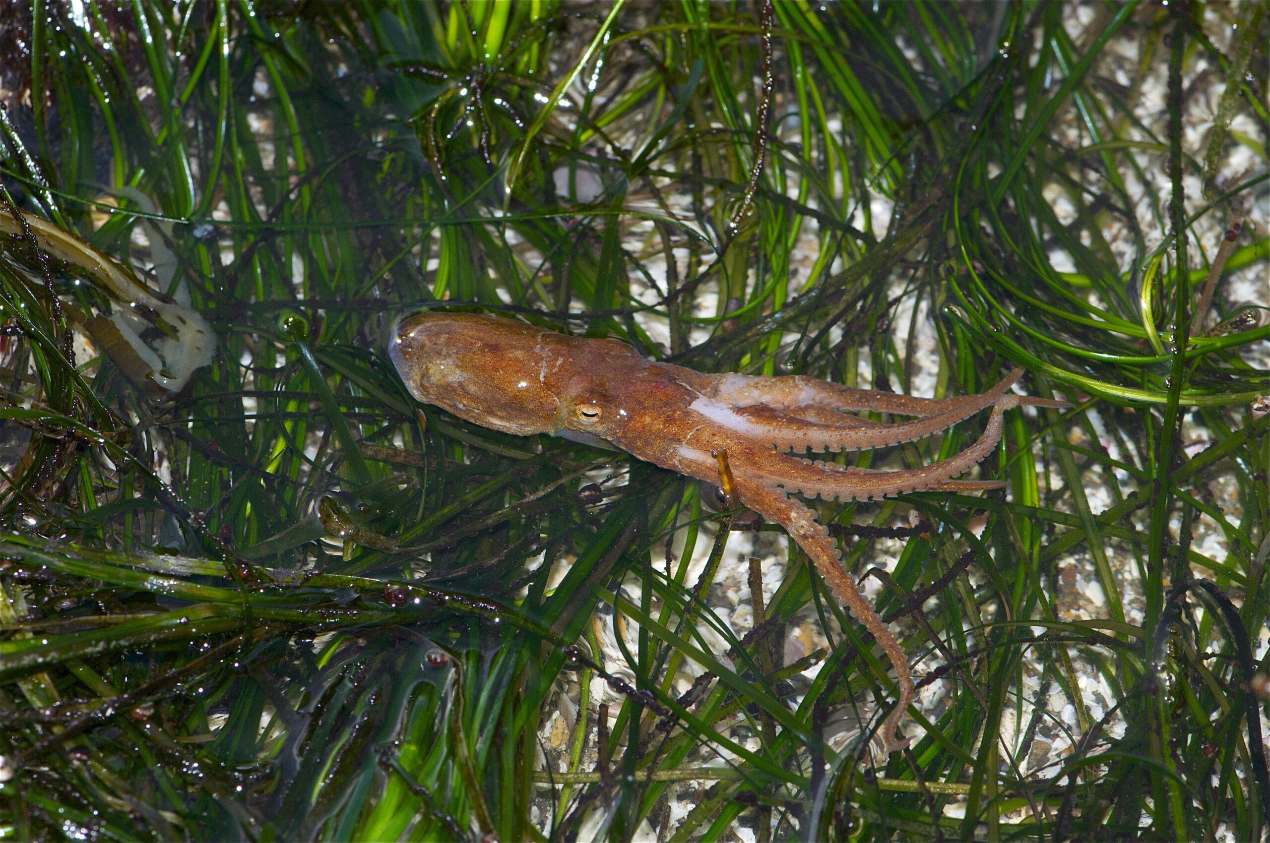 Un polpo ha usato uno specchio per trovare cibo che non vedeva, una prima volta per un invertebrato