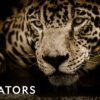 《猎食王者》（2023）–Netflix 纪录片系列：血的味道与生存史诗