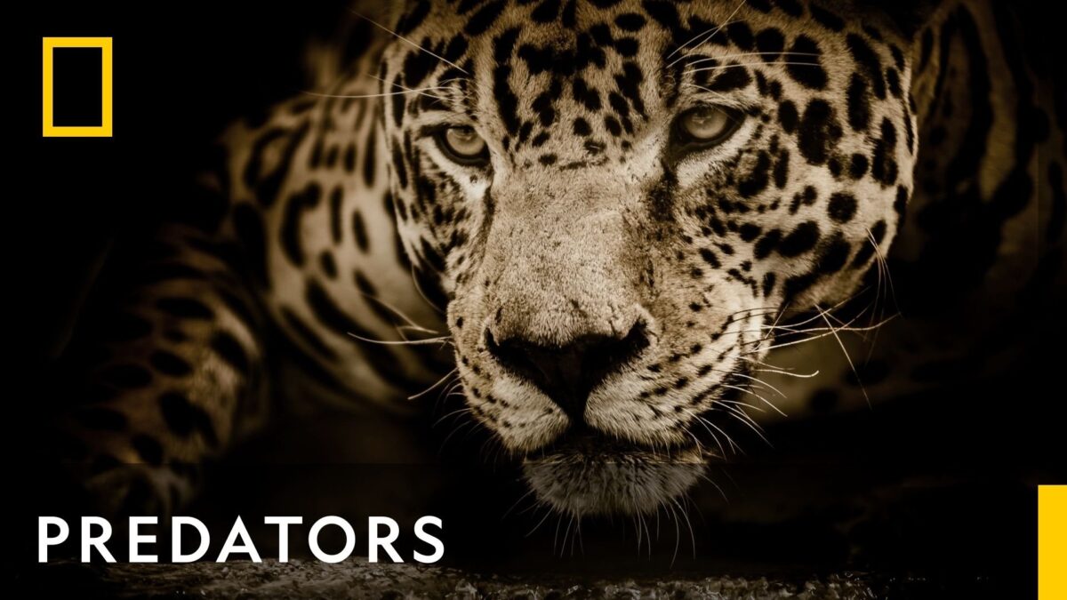 Lions and Gazelles: A Brutal Yet Familiar Hunt