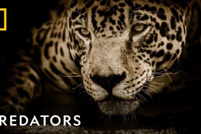 Lions and Gazelles: A Brutal Yet Familiar Hunt