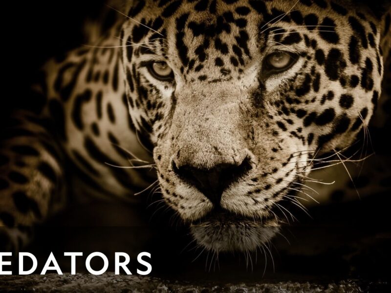 „Prădători în lumea animalelor” (2023) – O serie documentară Netflix: Gustul sângelui și epopeea supraviețuirii