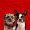 Strays: Ferrell and Foxx steal the show with raunchy, heartfelt chaos