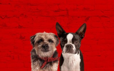 Strays : une tendre histoire de chiens sur l’abandon et la découverte de soi