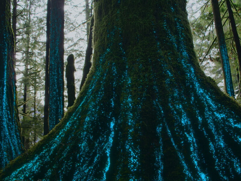 《我们的生物世界》Netflix 纪录片系列：对地球的致敬，通过生态平衡