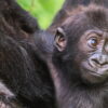 Baby Gorilla Cam: Unfiltered Moments of Gorilla Life