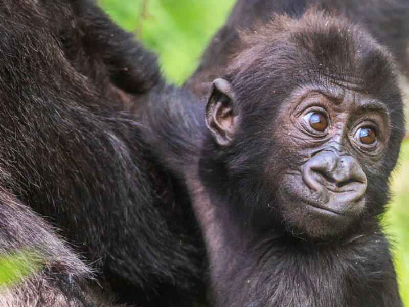 “Baby Gorilla Cam” (2023) In diretta su Netflix: due cuccioli di gorilla nello zoo di Cleveland