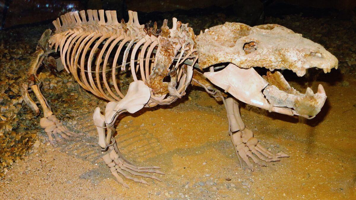 Osul de Chiniquodon plasează originea nașterii vii la mamifere cu 90 de milioane de ani mai devreme