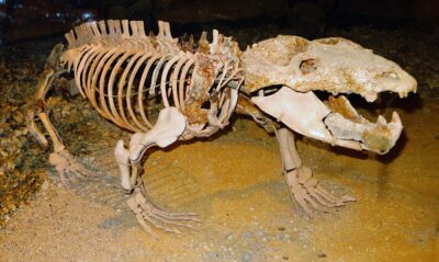 Chiniquodon theotonicus fossil specimen at the Museum of Paleontology, Tübingen — a 236-million-year-old cynodont whose neonatal bone line indicates live birth