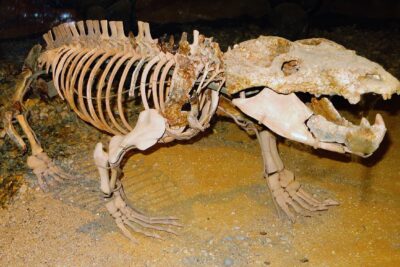 Chiniquodon’s bone puts live birth in mammals 90 million years earlier than thought