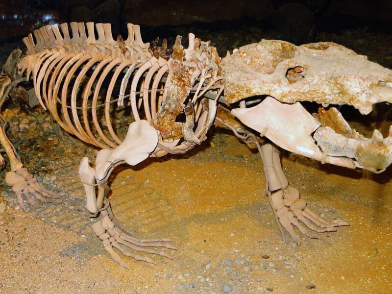 El hueso de Chiniquodon sitúa el origen del nacimiento vivo 90 millones de años antes de lo que se creía