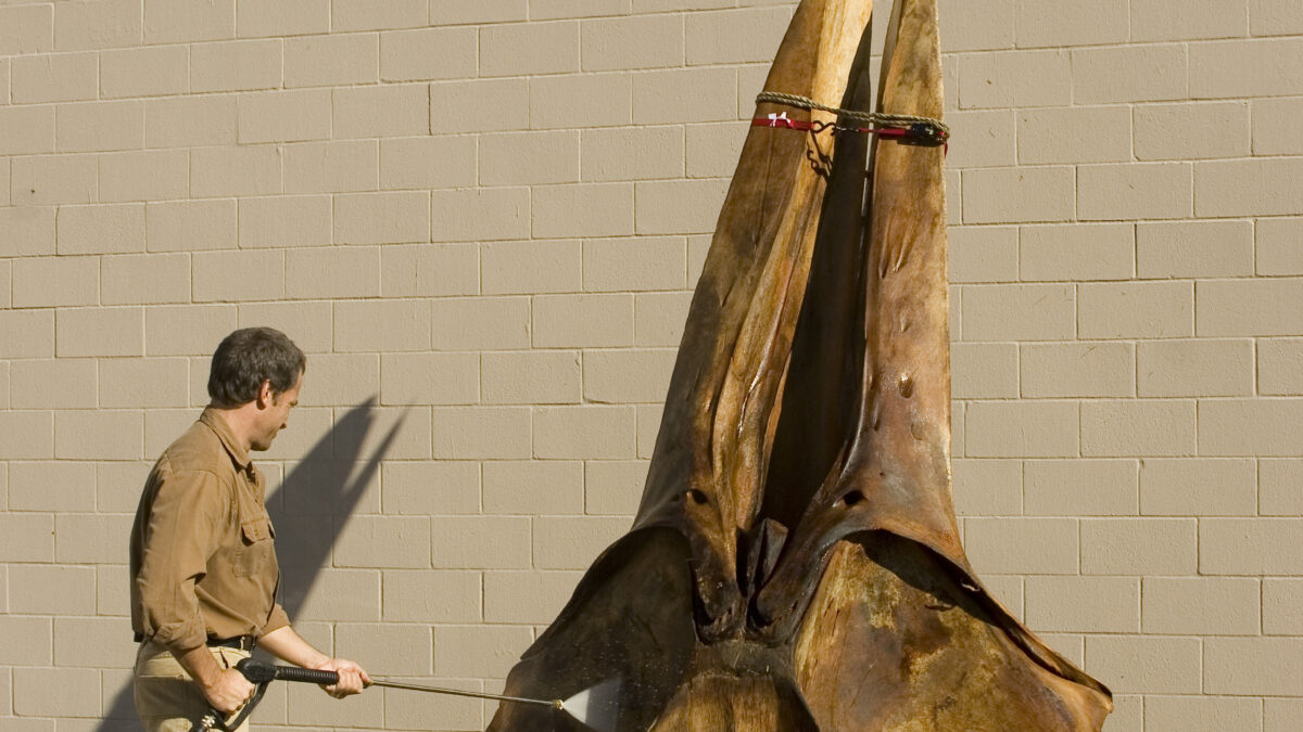Mike Rowe cleaning a whale skull, from Dirty Jobs