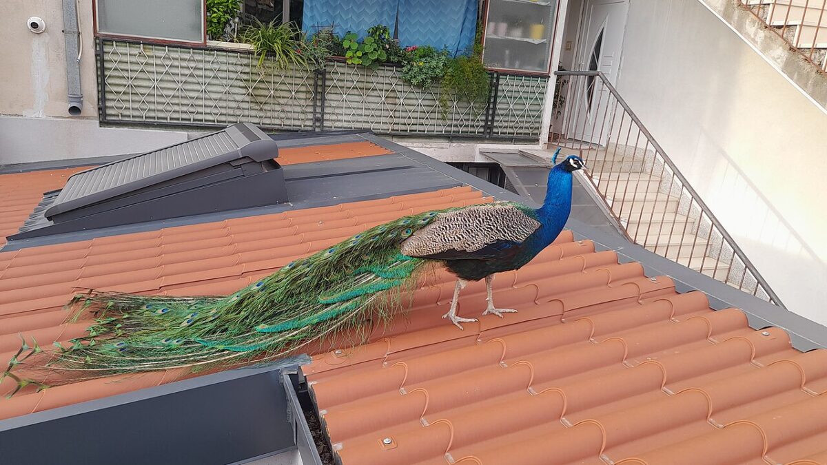 Aumento de precios de Peacock: lo que el «$3» oculta de lo que de verdad pagarás
