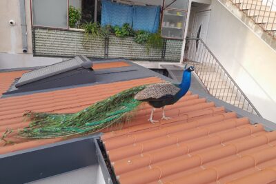 Subida de precios de Peacock: lo que el «$3» esconde de tu factura real