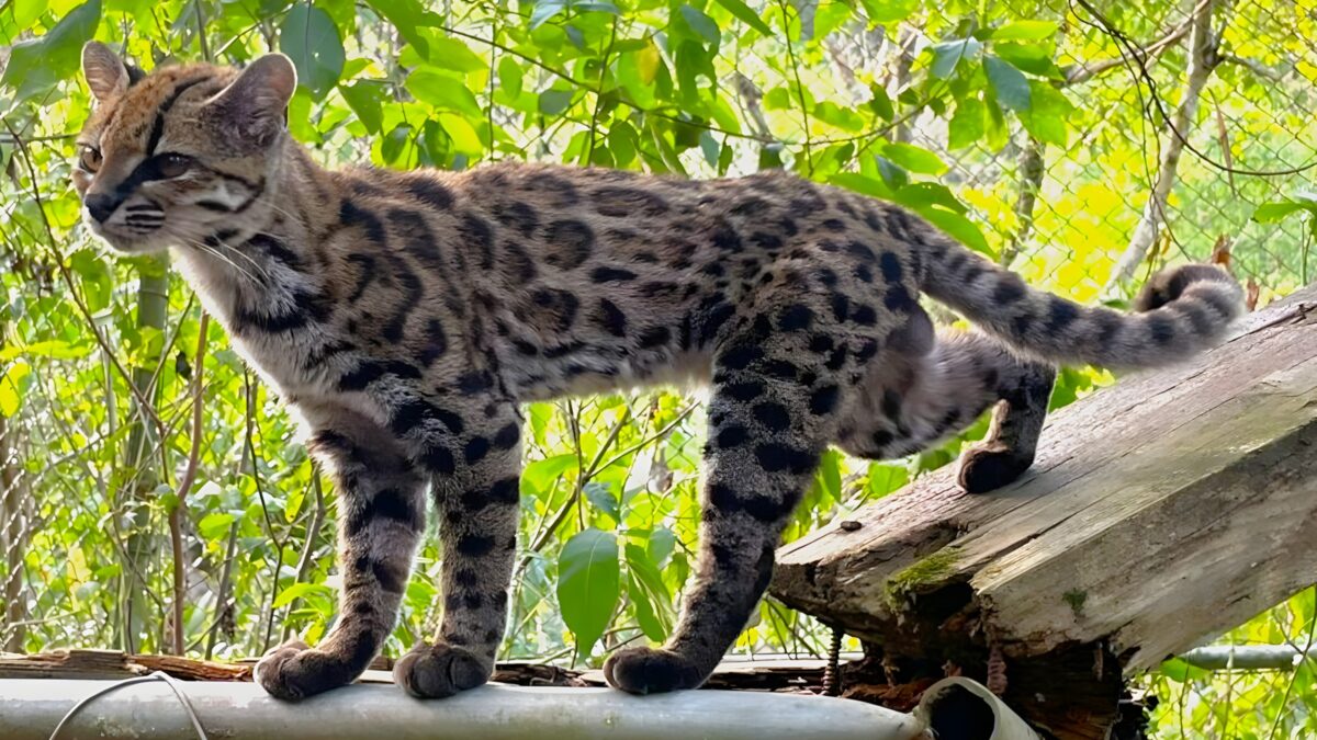 Bolivia describió la primera especie nueva de gato salvaje en 100 años