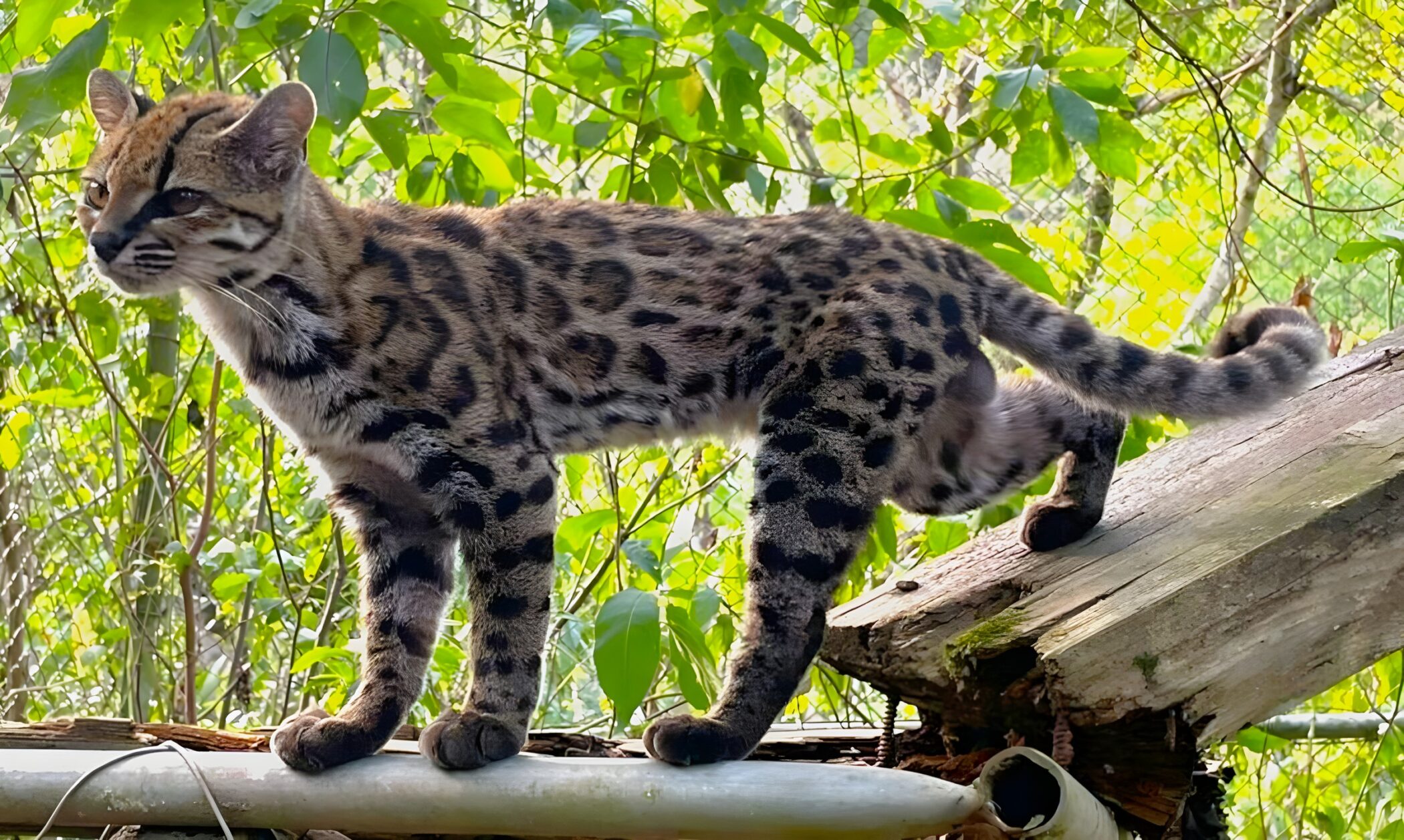 Leopardus tilcayo, the newly identified tilcayo tiger cat, at Senda Verde Wildlife Sanctuary in Bolivia